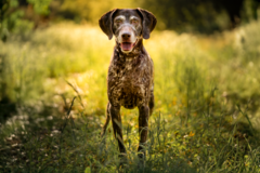 Request Quote: WildTale Lifestyle and Pet Photography - Santa Clarita, CA