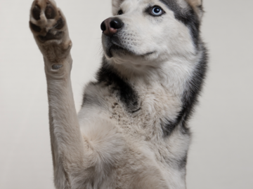 A studio portrait during one of our mobile studio sessions!