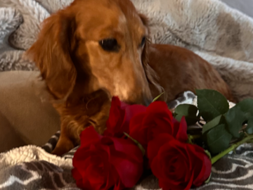 Rainbow Bridge Ceremony