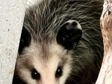 Communicate with Friendly Visitors