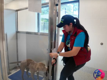 LifeLine Shelter Volunteering