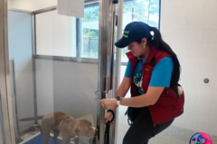 Request Quote: Loyal Pawrenting - Certified Professional Dog Trainer - Smyrna, GA