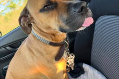 Request Quote: Taylor’s Tails - Pro Dog Walker and Sitter - Falling Waters, WV