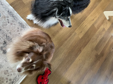 Charlie and Prim on walk