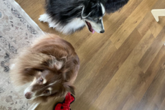 Request Quote: Professional Dog Walker - Richlands, NC