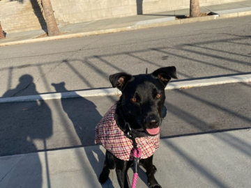 Pepper Ann on Dog walk