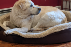 Request Quote: Healing for Our Animal Friends - Frederick, MD