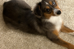 Request Quote: Loving Transport for Your Fur Baby - Nationwide