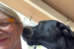 Request Quote: Professional Dog Walker - Roseville, CA