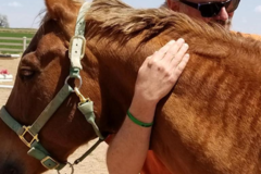 Request Quote: Medical Reiki Master - Reiki For Animals and Pets - Nationwide