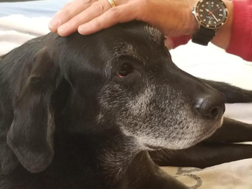 Senior Dog loving Reiki's healing energy
