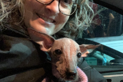 Request Quote: Here2There Pet Transport - Nationwide