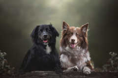 Request Quote: Willowbark Pet Photography - Waukesha, WI