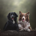 Willowbark Pet Photography - Waukesha, WI