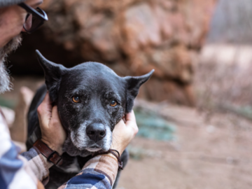 Man with older black dog