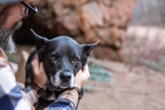 Request Quote: Golden Iris Portraits - Professional Pet Photographer  - Colorado Springs, CO