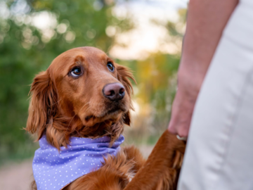 Golden Retriever dog held by human