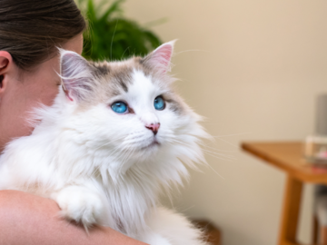 Woman holding long haired cat