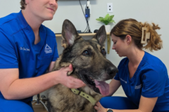 Request Quote: Trilogy Chiropractic - Helping All Animals Heal Naturally - Bradenton, FL