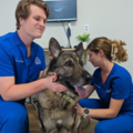 Trilogy Chiropractic - Helping All Animals Heal Naturally - Bradenton, FL