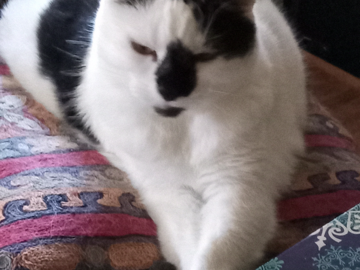 Aspen cat stretching, Menlo park pet sitting