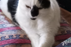 Request Quote: Keeping Your Pets Safe at Home While You're Away - Palo Alto, CA