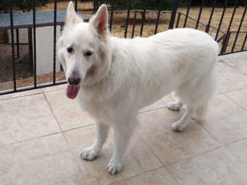 Zues on balcony, Swiss Shepard pet sitting Woodside