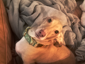 Paul Dachshund pet sitting Palo Alto