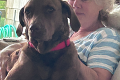 Request Quote: Jill Abramson - Certified Pet Loss Grief Counselor - Nationwide