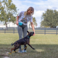 Better Obedience K9 Training - Orange Park, FL