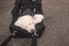 Elite Pet Concierge: In-Cabin Flight Nanny - Atlanta, GA