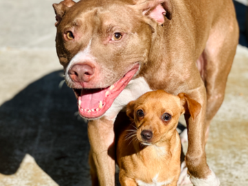 We train all breeds and sizes!