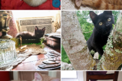 Request Quote: Hill Universal,  LLC - Pet Transportation Service - Augusta, GA