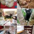 Hill Universal,  LLC - Pet Transportation Service - Augusta, GA