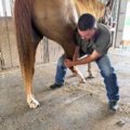 DocRylan | AVCA-Certified Animal Chiropractor - Tomball, TX