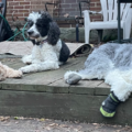 Soothing Pet Guardian | Flight Nanny - Nationwide