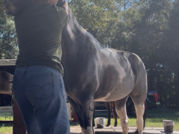 Dr. Kristin adjusting a horse