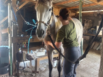 Dr. Kristin adjusting a horse