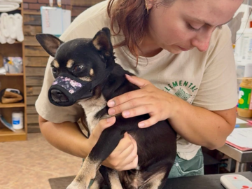 canine adjustment