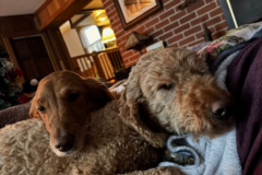 Request Quote: The Cuddle Club Pet Sitting - Camp Hill, PA