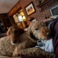 The Cuddle Club Pet Sitting - Camp Hill, PA