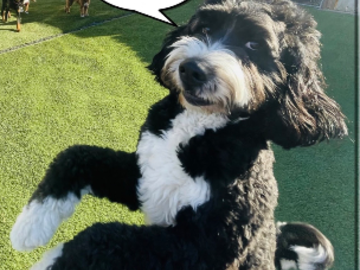 Happy dog enjoying small group play at our boutique dog daycare in Pittsburgh with full-time supervision.
