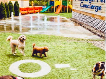 Small group dog daycare play in our outdoor space at Pittsburgh Pet Concierge in Pittsburgh.