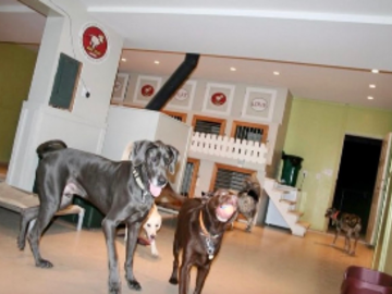 Dogs enjoying structured small group indoor play during our Signature dog boarding in Pittsburgh.