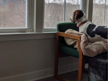 Quiet one-on-one time in our Human-Only dog boarding experience in Pittsburgh.