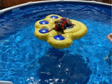 Boarding guest of Pittsburgh Pet Concierge enjoying the heated pool