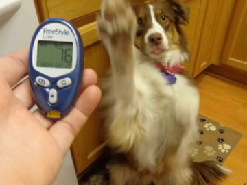 On-site veterinary technician at Pittsburgh Pet Concierge providing reliable, trusted medical boarding care for dogs and cats, including consistent medication administration in a calm, structured environment with 24/7 supervision. 