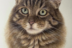 Request Quote: Danielle Calderon Pencil Artist - Pet Portraits - Nationwide