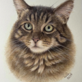 Danielle Calderon Pencil Artist - Pet Portraits - Nationwide