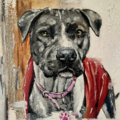 Modern Impressionist Pet Portrait Artist - Nationwide